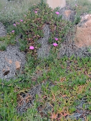 Carpobrotus acinaciformis