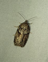 Acleris celiana