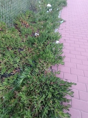 Carpobrotus acinaciformis