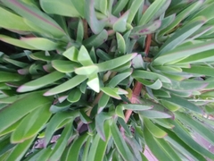 Carpobrotus acinaciformis