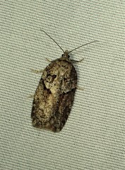 Acleris celiana