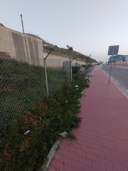 Carpobrotus acinaciformis