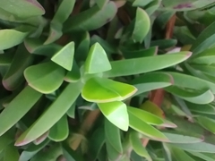 Carpobrotus acinaciformis