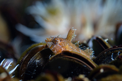 Ribeiroclinus eigenmanni