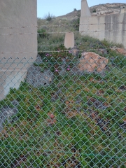Carpobrotus acinaciformis