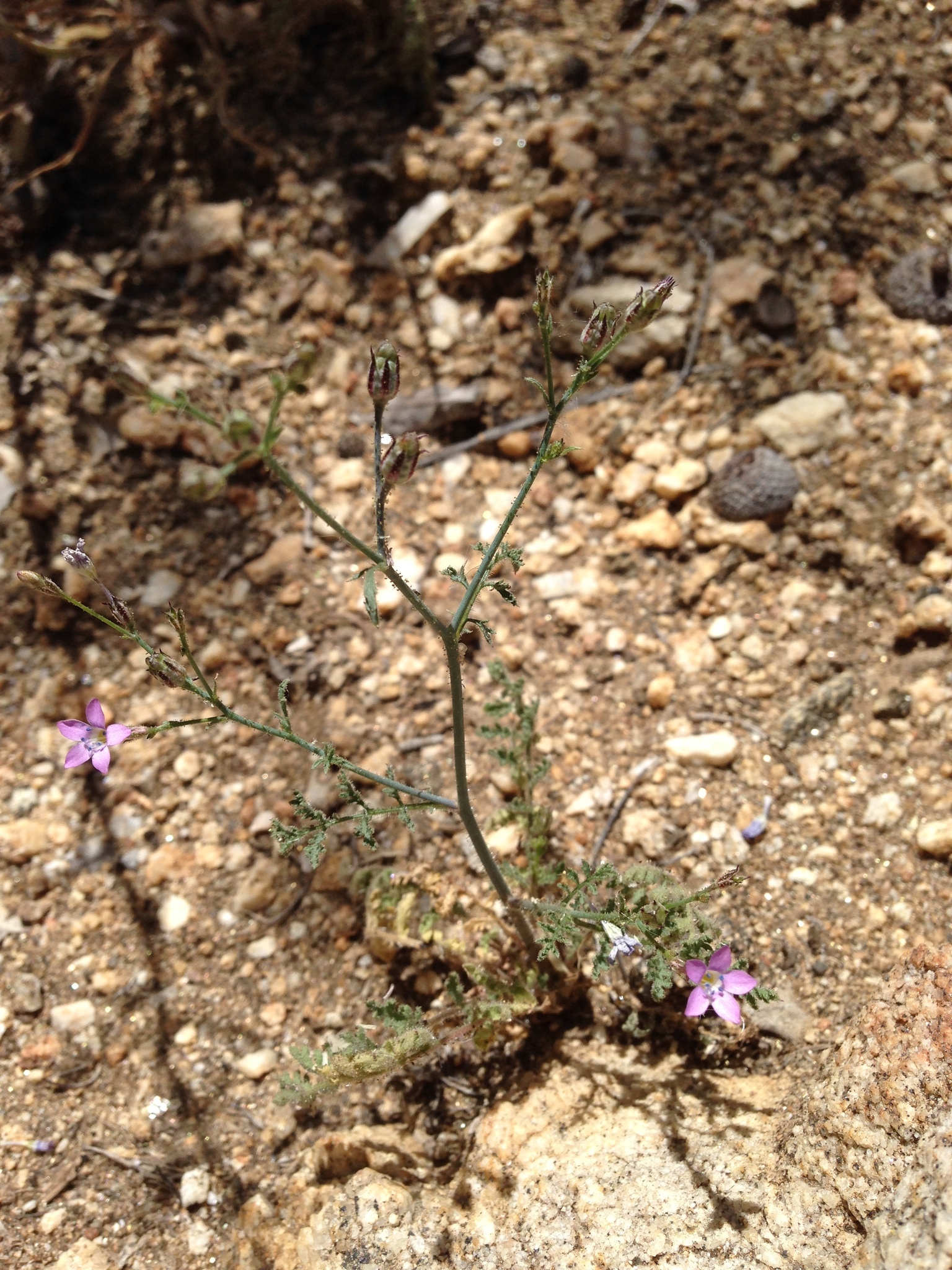 Saltugilia latimeri