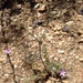 Latimer's Woodland-Gilia - Photo (c) James Mickley, some rights reserved (CC BY-NC)