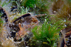 Ribeiroclinus eigenmanni