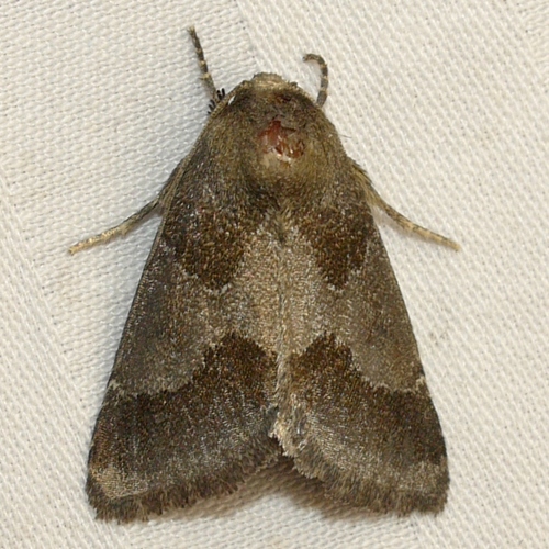 Thoreau's Flower Moth photo 5