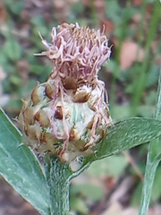 Centaurea jacea