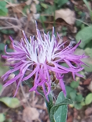 Centaurea jacea