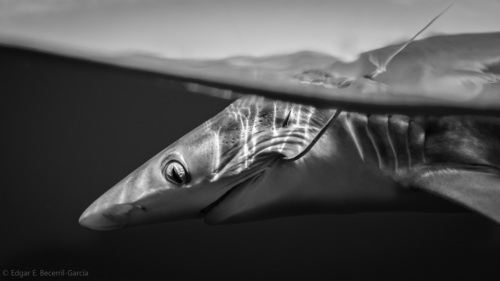 Pacific sharpnose shark (Rhizoprionodon longurio) — Carcharhinidae — 3