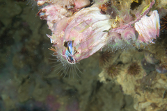 Austromegabalanus psittacus