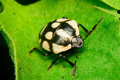 Stiretrus decastigmus