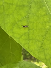 Agrothereutina