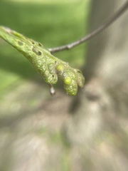 Callirhytis quercusfutilis