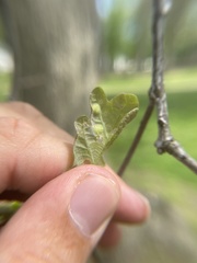 Callirhytis quercusfutilis