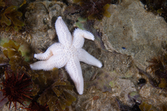 Allostichaster capensis