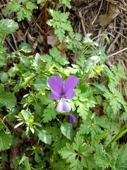 Viola bubanii