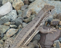 Leiocephalus raviceps