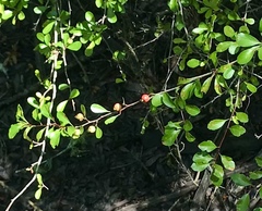 Crataegus aestivalis