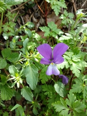 Viola bubanii