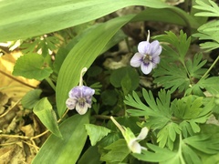 Viola selkirkii