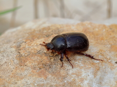 Pentodon algerinus
