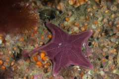 Diplodontias singularis