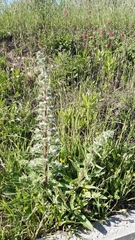 Echium italicum italicum