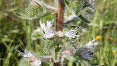 Echium italicum italicum