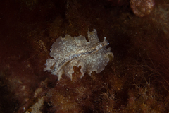 Phrikoceros mopsus