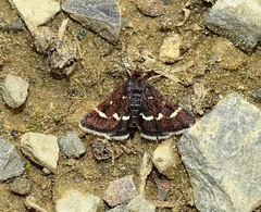 Pyrausta nigrata