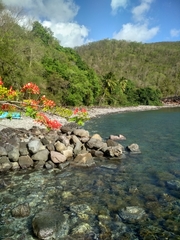 Eretmochelys imbricata