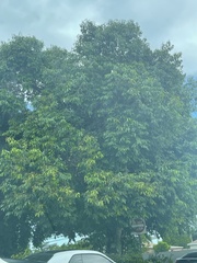 Magnoliopsida