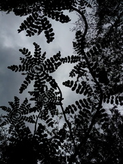 Comocladia macrophylla