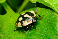Stiretrus decastigmus