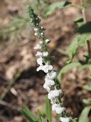 Sairocarpus coulterianus