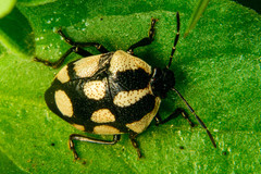 Stiretrus decastigmus