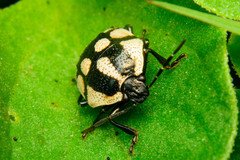 Stiretrus decastigmus