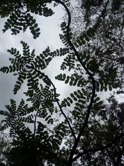 Comocladia macrophylla