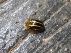 Agroiconota propinqua