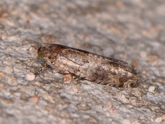 Pseudexentera knudsoni