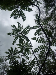 Comocladia macrophylla