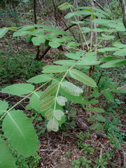 Comocladia macrophylla