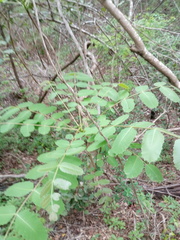 Comocladia macrophylla
