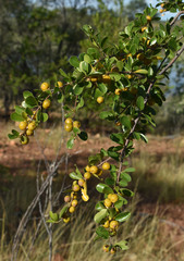 Petalostigma banksii