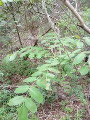 Comocladia macrophylla