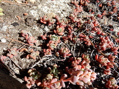 Sedum obtusatum