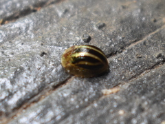Agroiconota propinqua